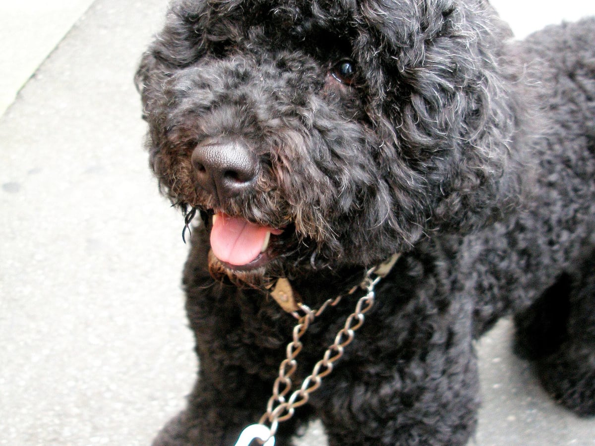 Portuguese Water Dog, photo 1 of 4