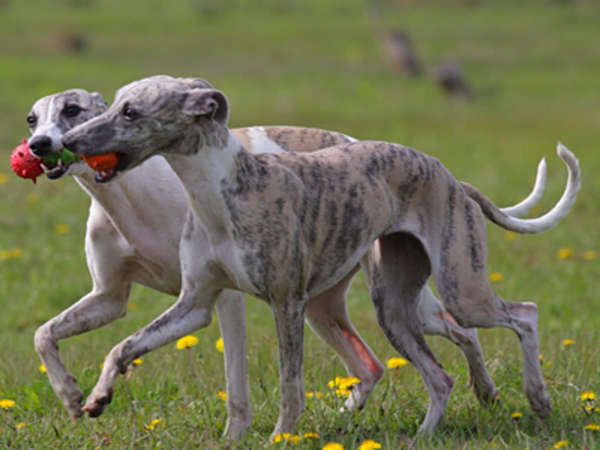Whippet, photo 1 of 4