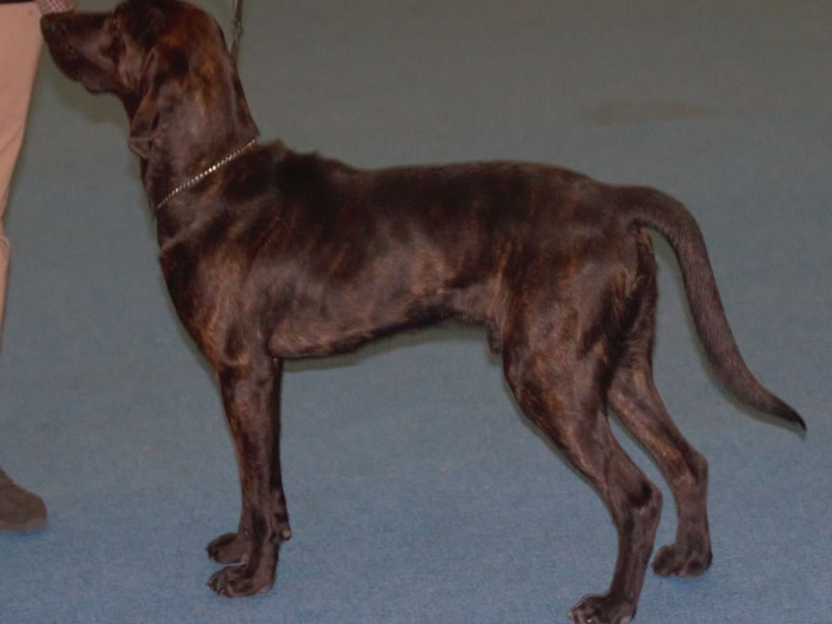 Plott Hound, photo 1 of 4