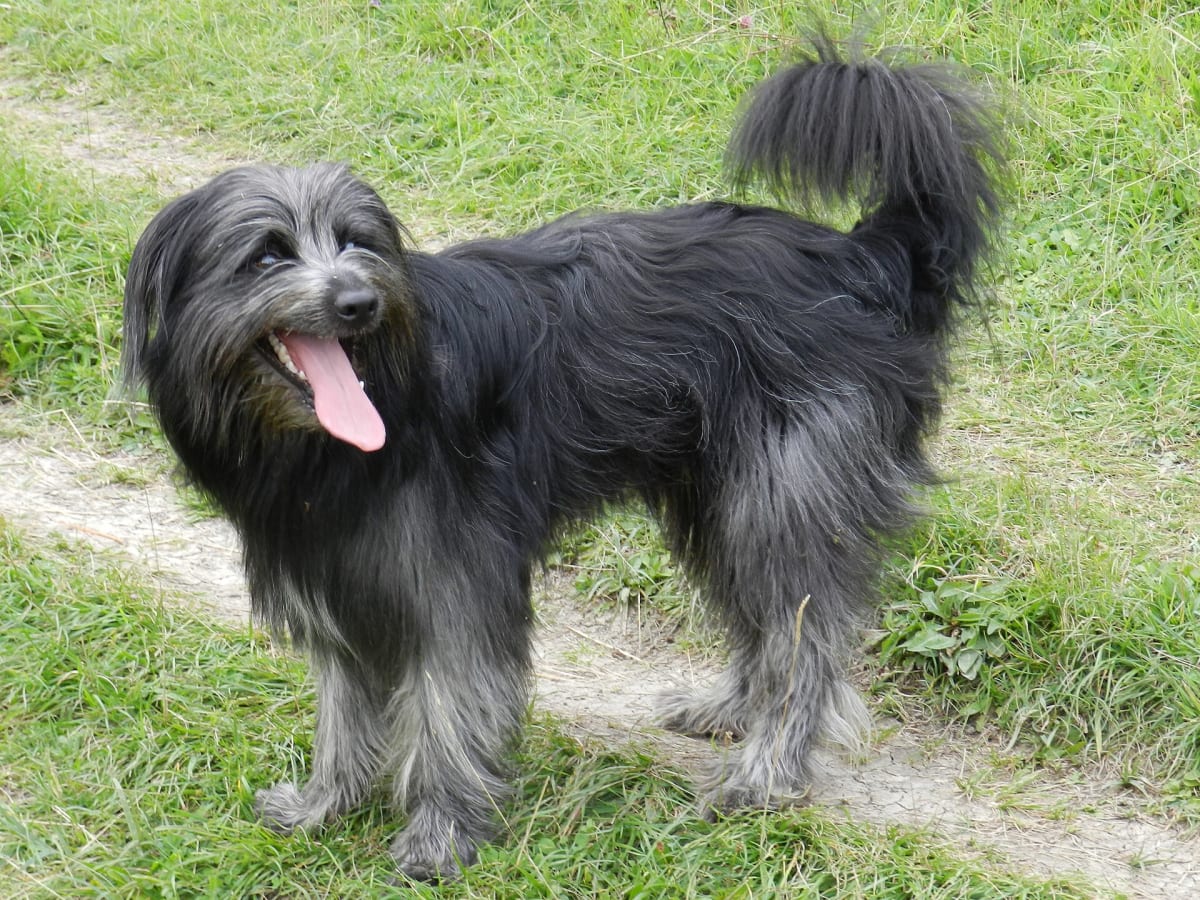 Pyrenean Shepherd, photo 1 of 4