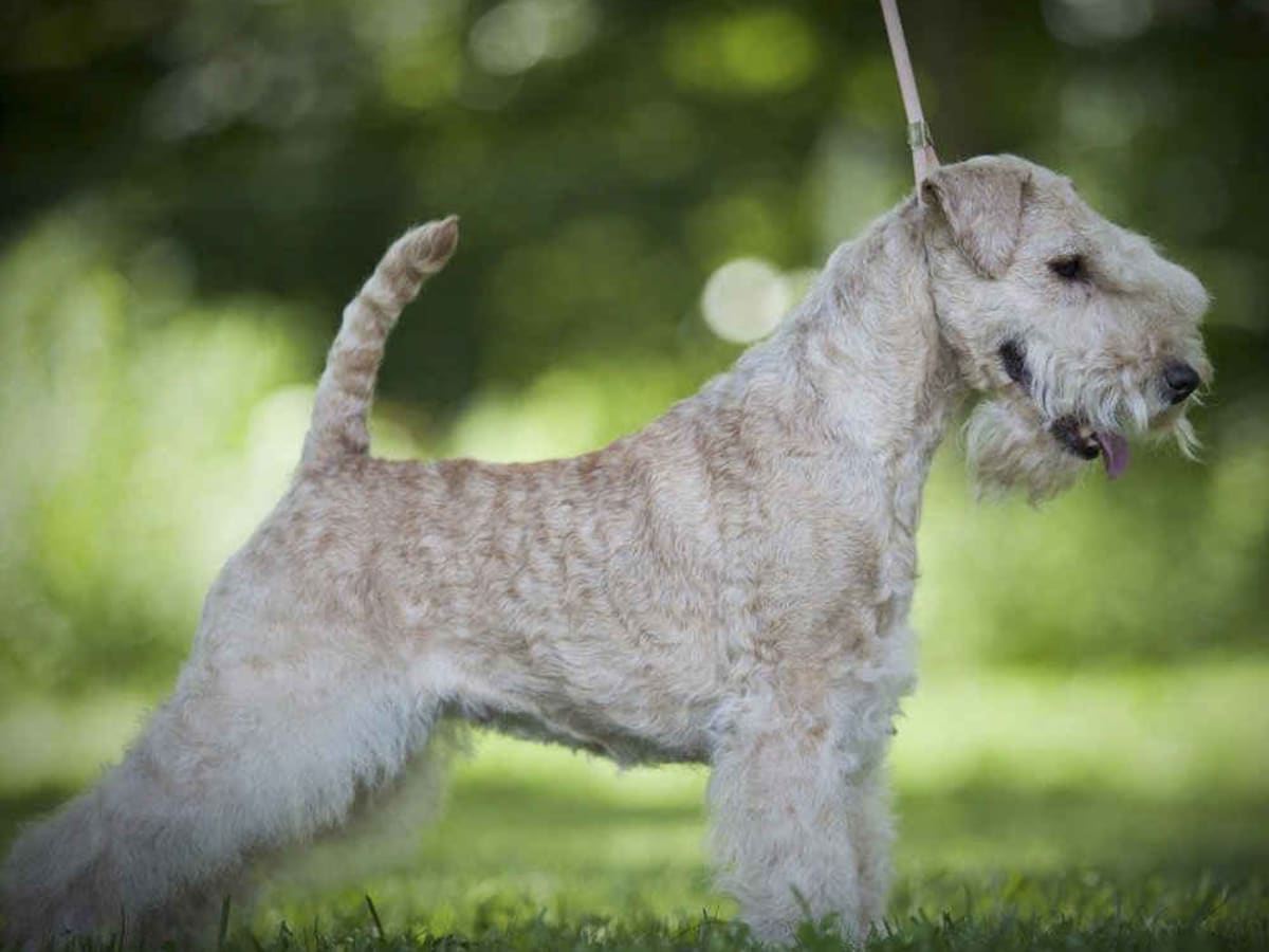 Lakeland Terrier, photo 1 of 3