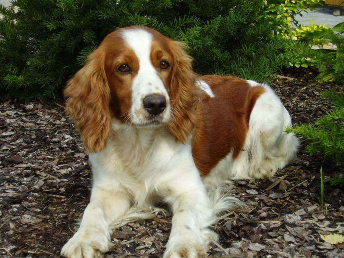 Welsh Springer Spaniel, photo 1 of 2