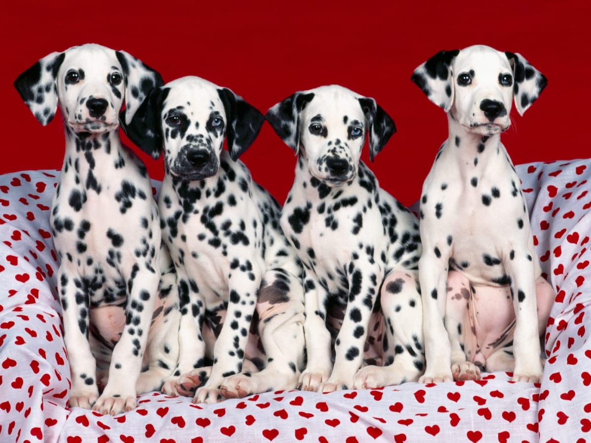 Dalmatian, photo 1 of 18