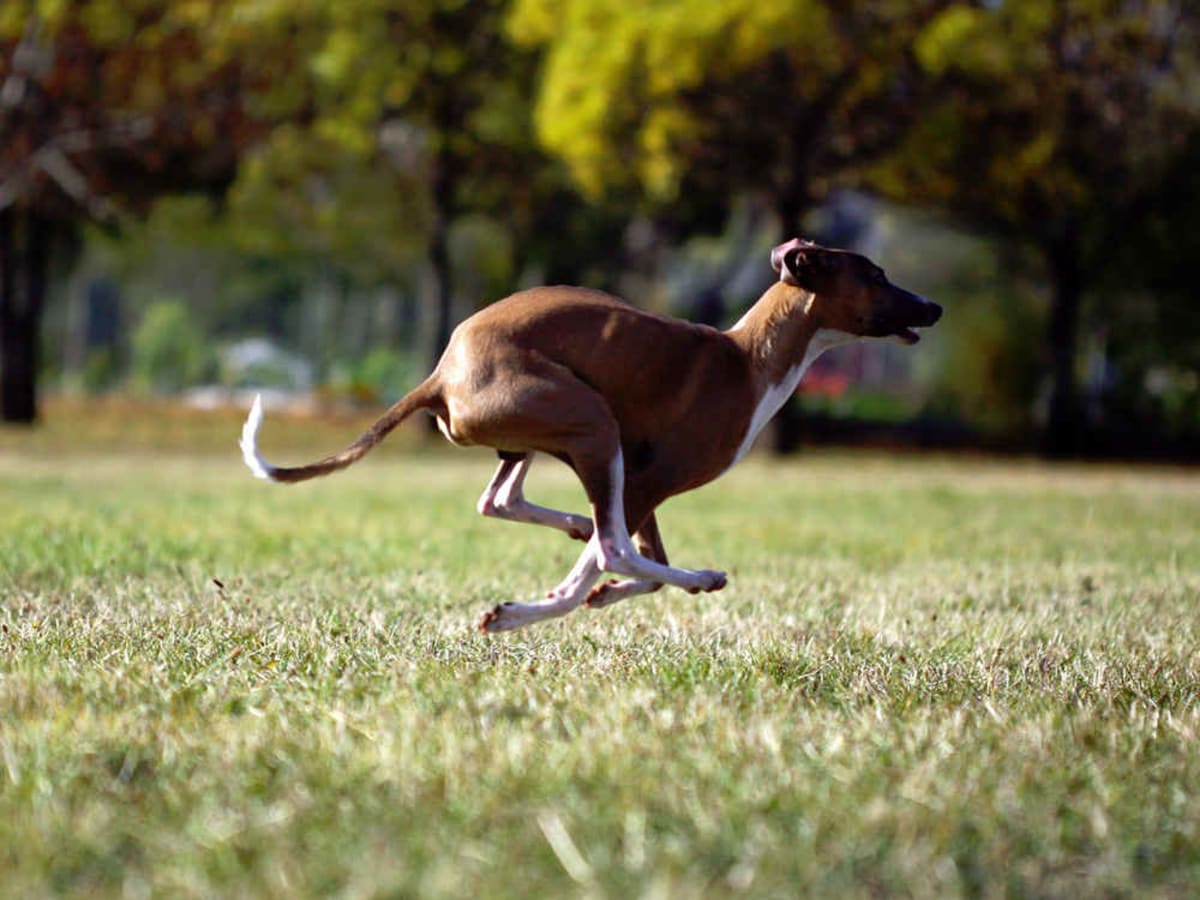 Italian greyhound, photo 1 of 14
