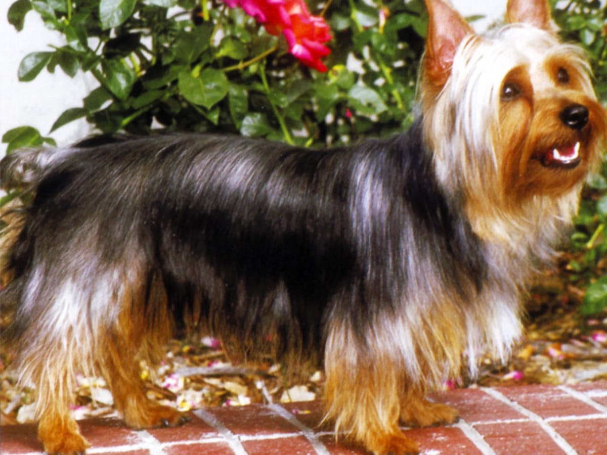 Australian Silky Terrier, photo 1 of 5