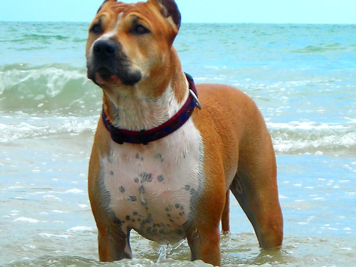 American staffordshire terrier, photo 1 of 14