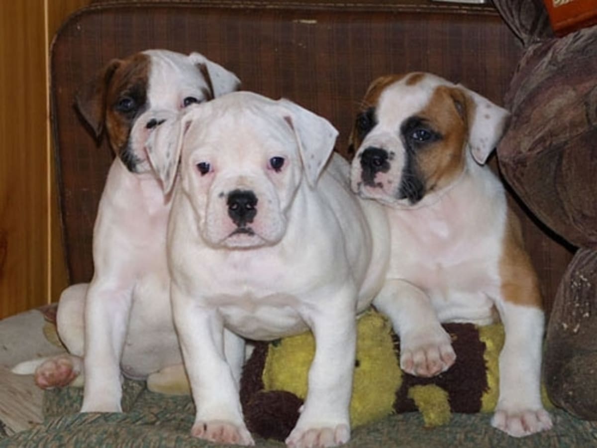 American bulldog, photo 1 of 11