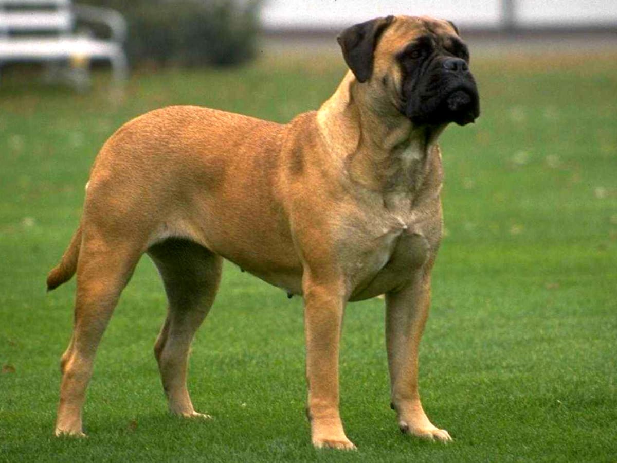 Mastiff English, photo 1 of 7