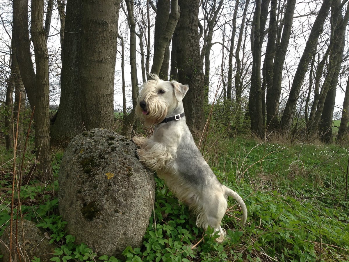 Cesky Terrier, photo 1 of 4