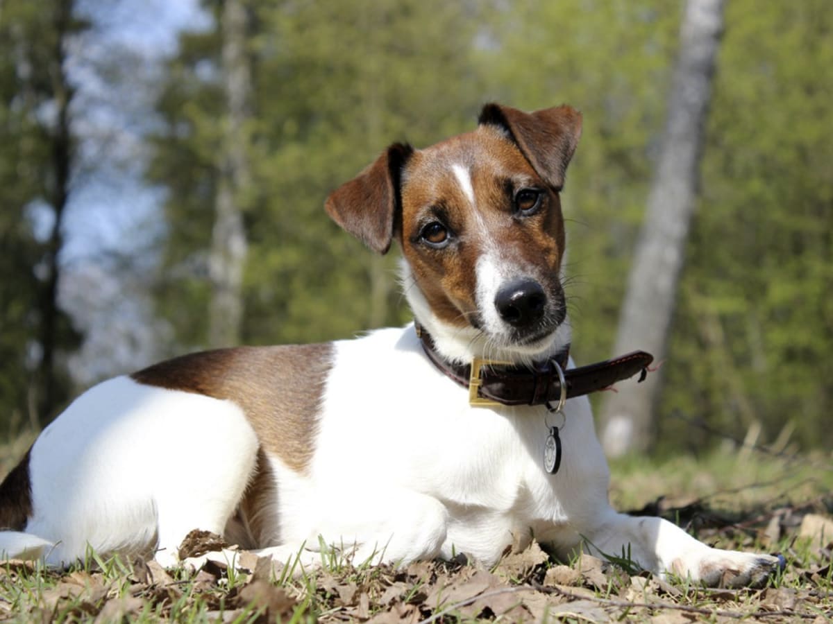 Fox Terrier, photo 1 of 3