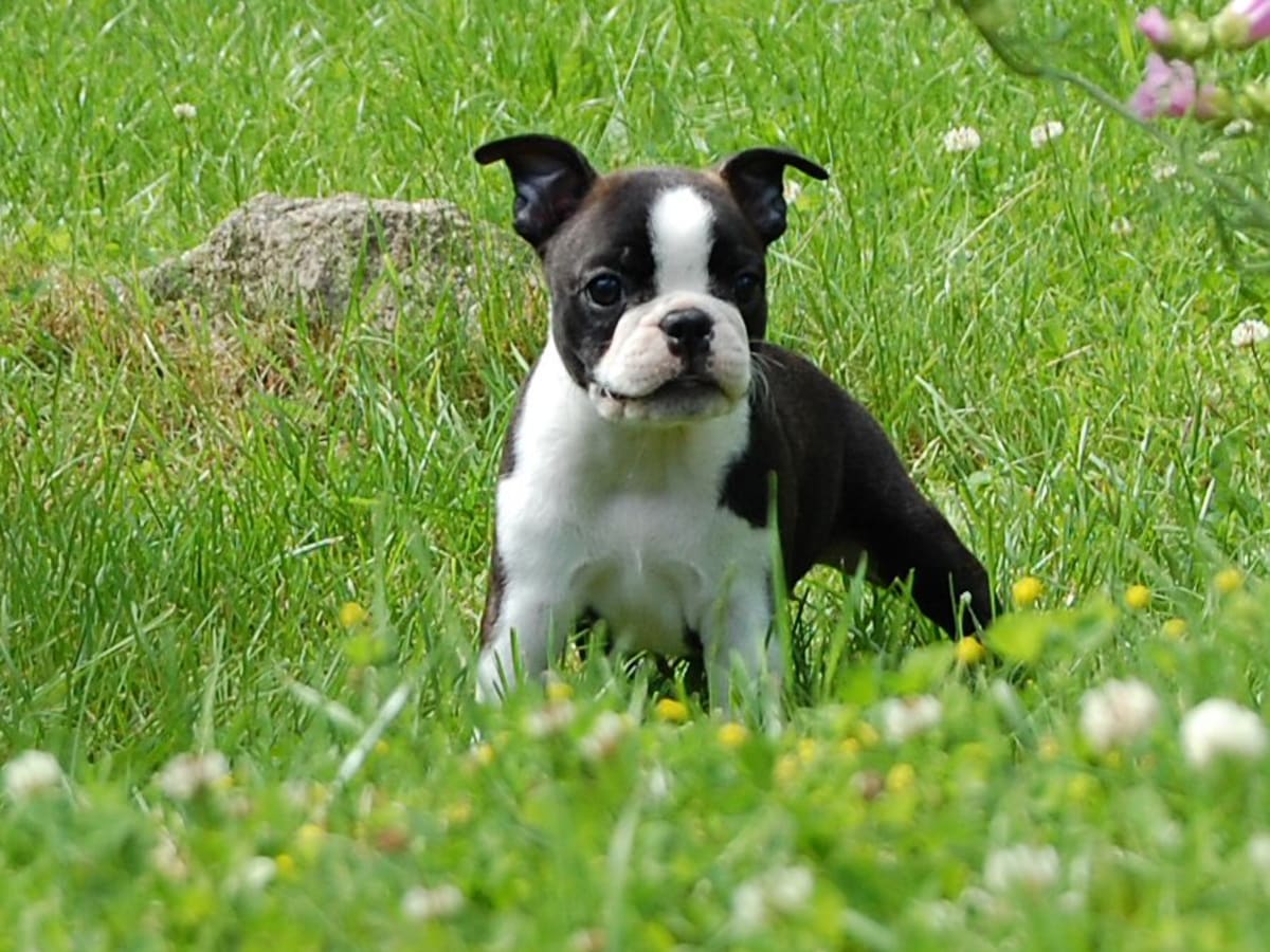Boston terrier, photo 1 of 12