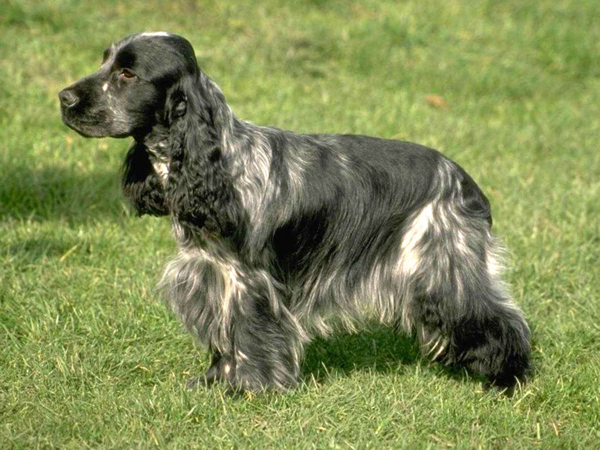 English cocker spaniel, photo 1 of 17
