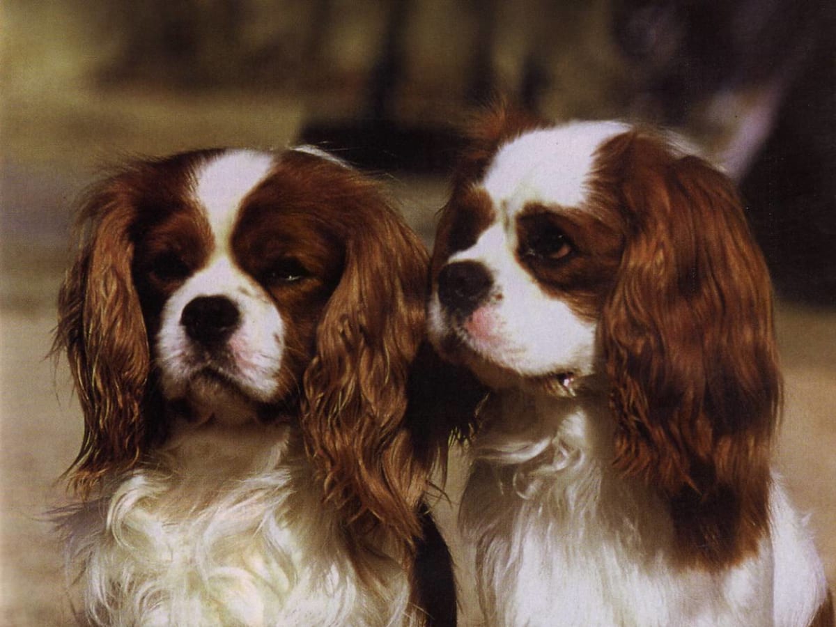 Cavalier king charles spaniel, photo 1 of 12