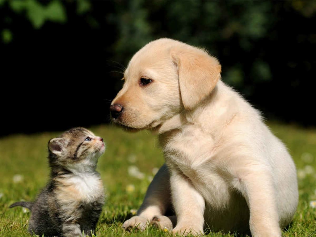 Labrador Retriever, photo 1 of 6