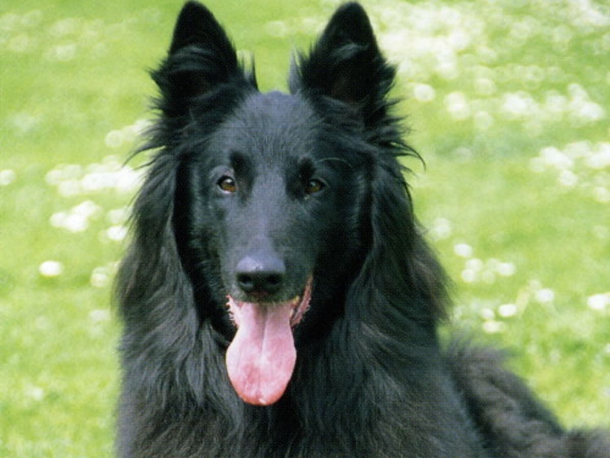 Groenendael (Belgian Shepherd Dog), photo 1 of 9