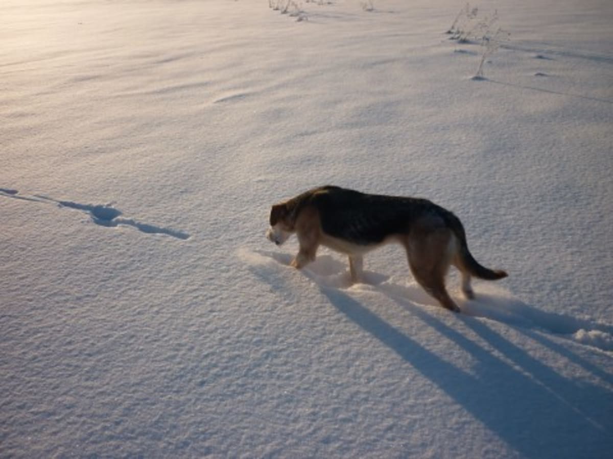 Russian hound, photo 1 of 5