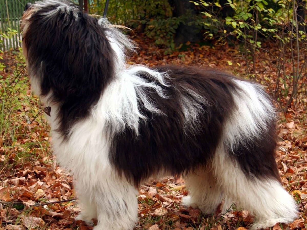 Polish Lowland Sheepdog, photo 1 of 2