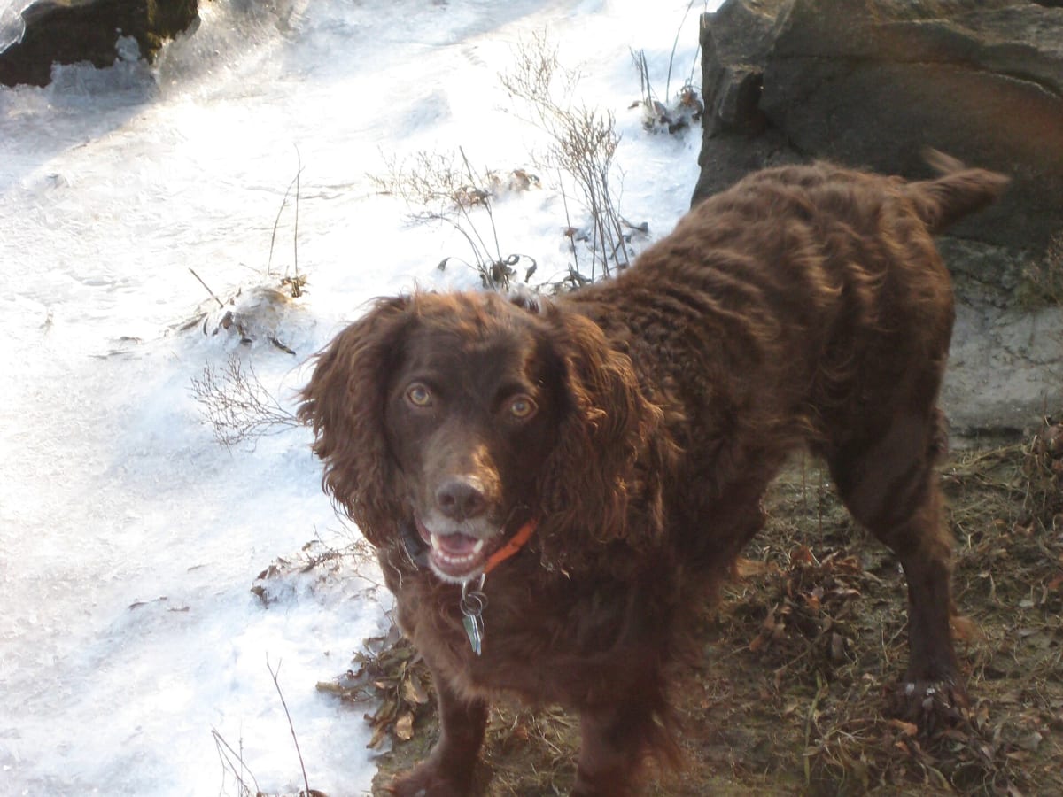 Boykin Spaniel, photo 1 of 4