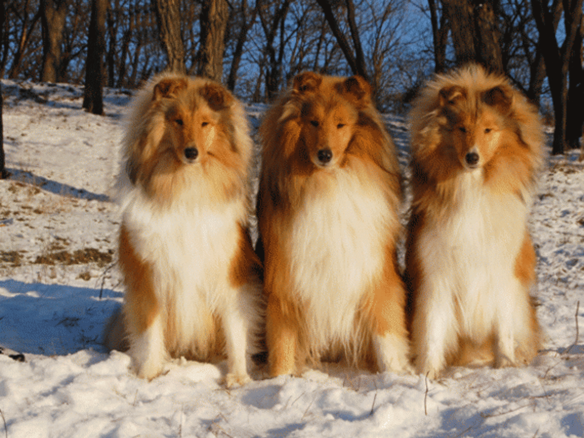 Collie, photo 1 of 10