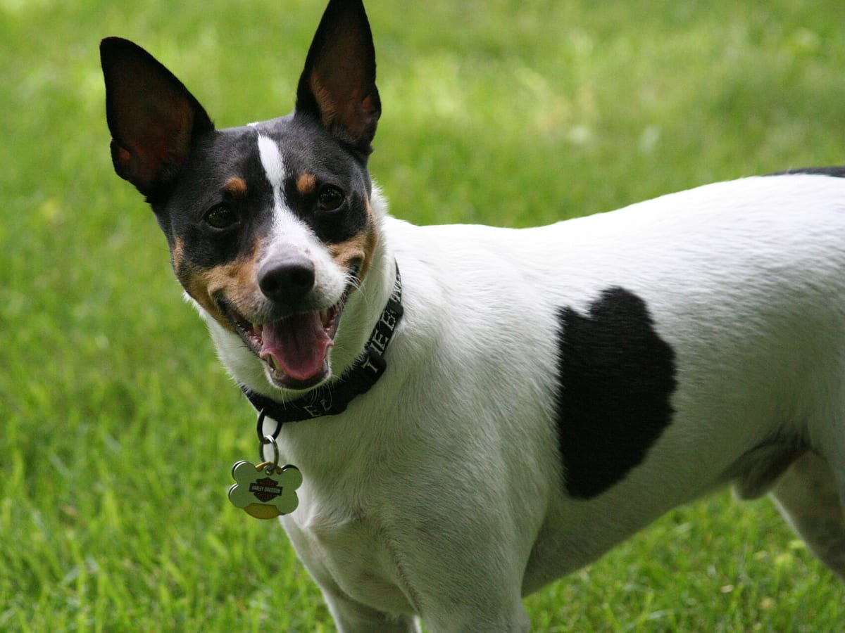 Rat Terrier, photo 1 of 4