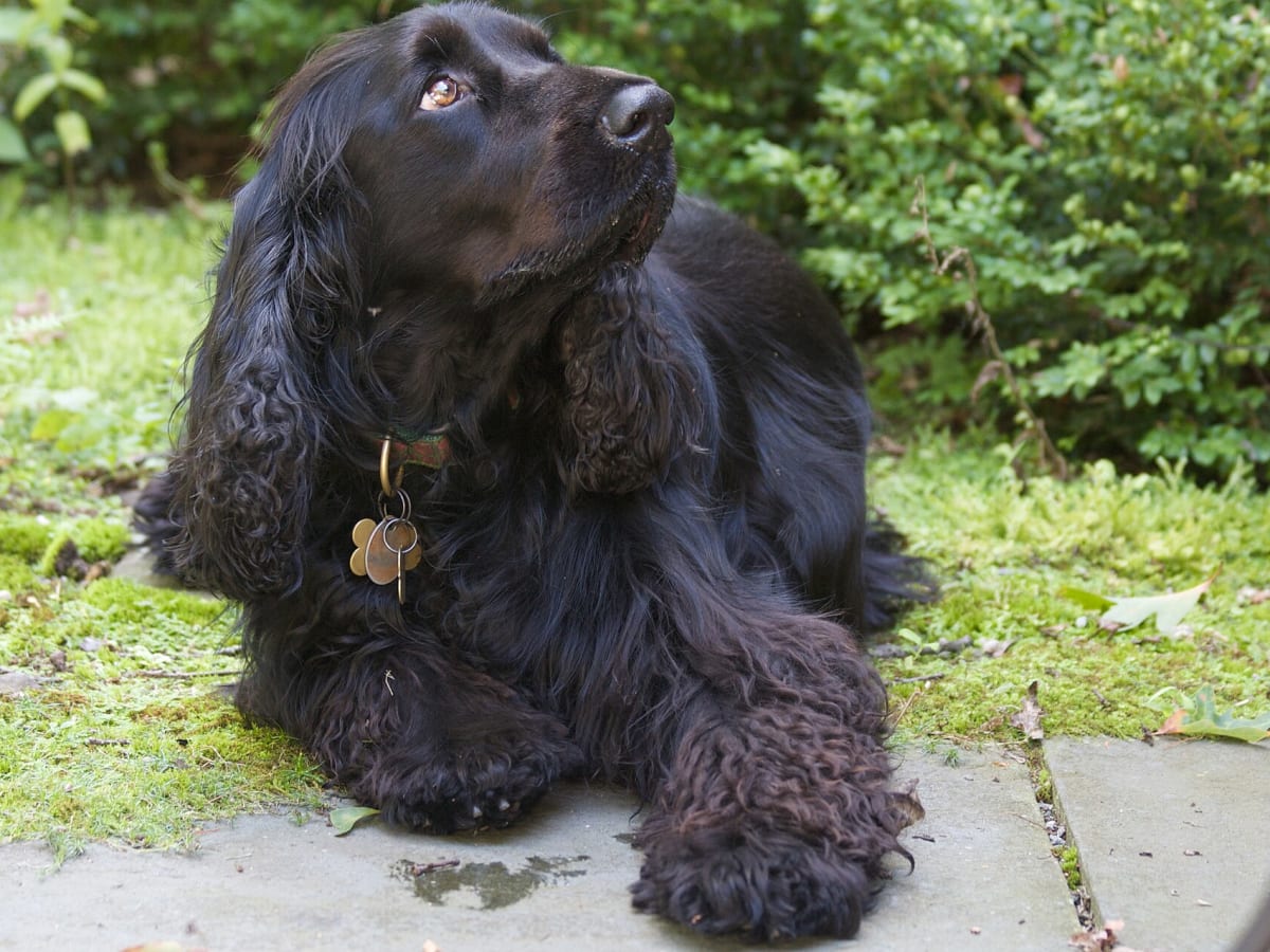 Field Spaniel, photo 1 of 4