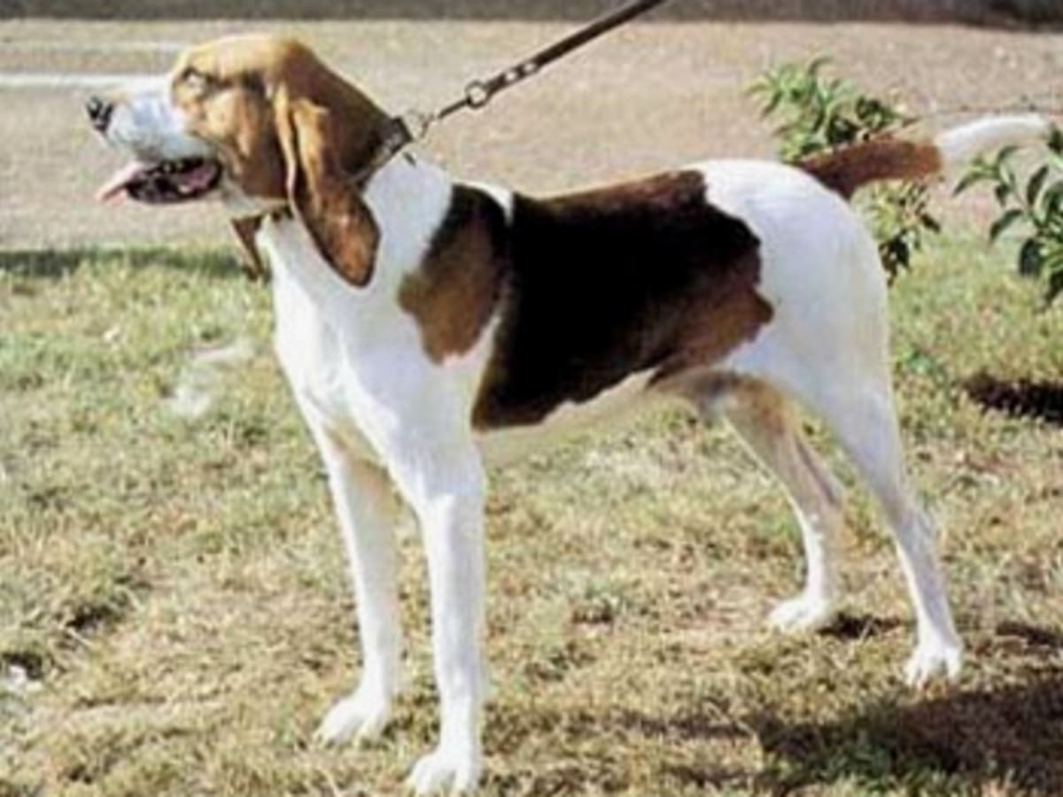 Artois Hound, photo 1 of 5