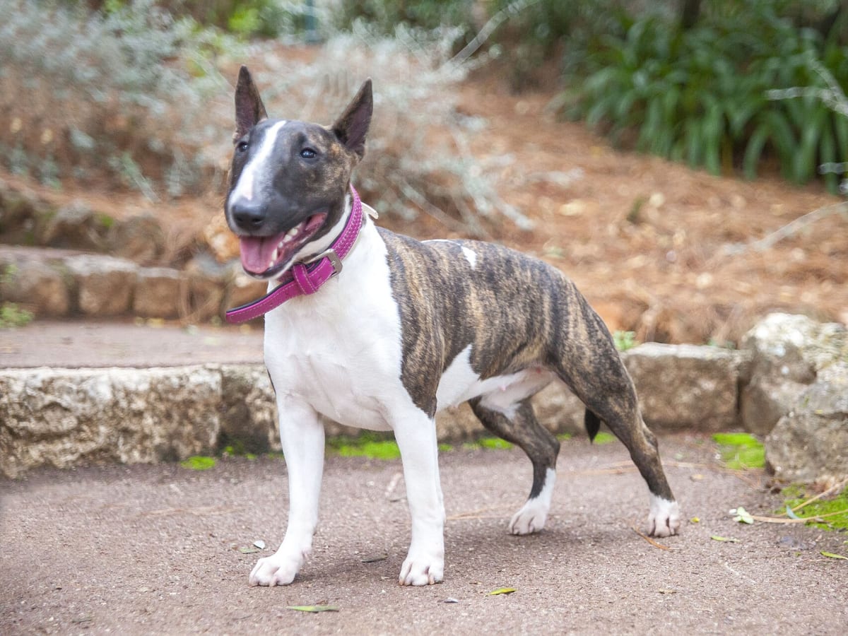Miniature Bull Terrier, photo 1 of 4
