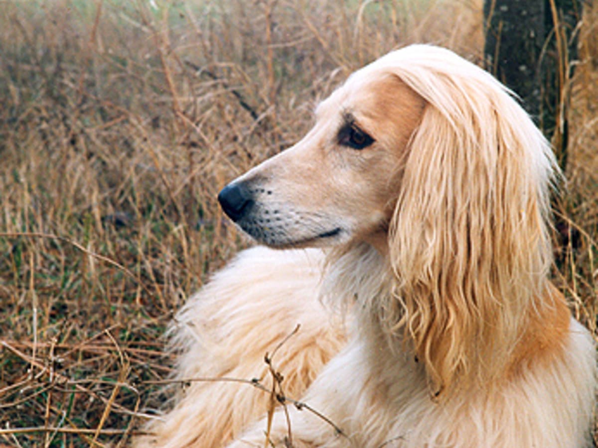 Bakhmul (native Afghan hound), photo 1 of 5