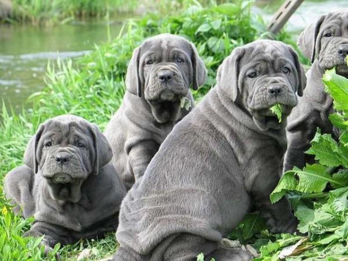 Mastino Napoletano, photo 1 of 6