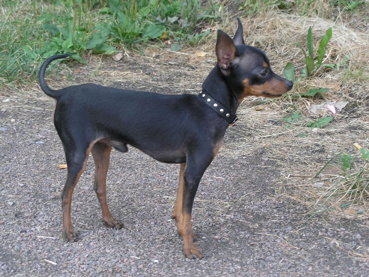 Prague Ratter, photo 1 of 3