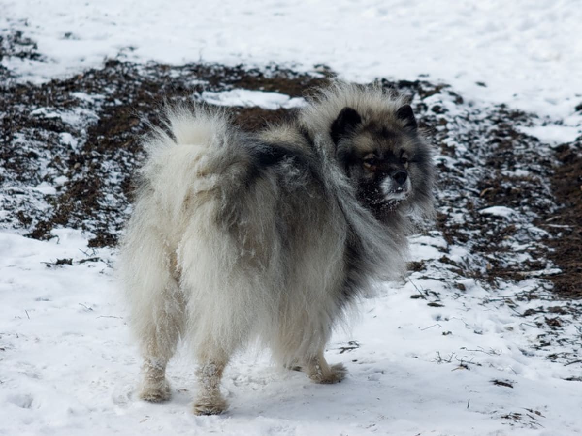 German Wolfspitz, photo 1 of 12