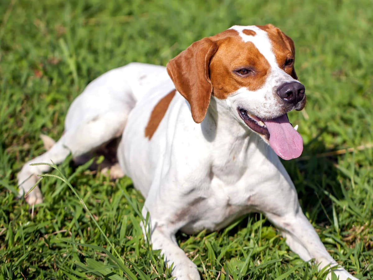 German Shorthaired Pointer, photo 1 of 3