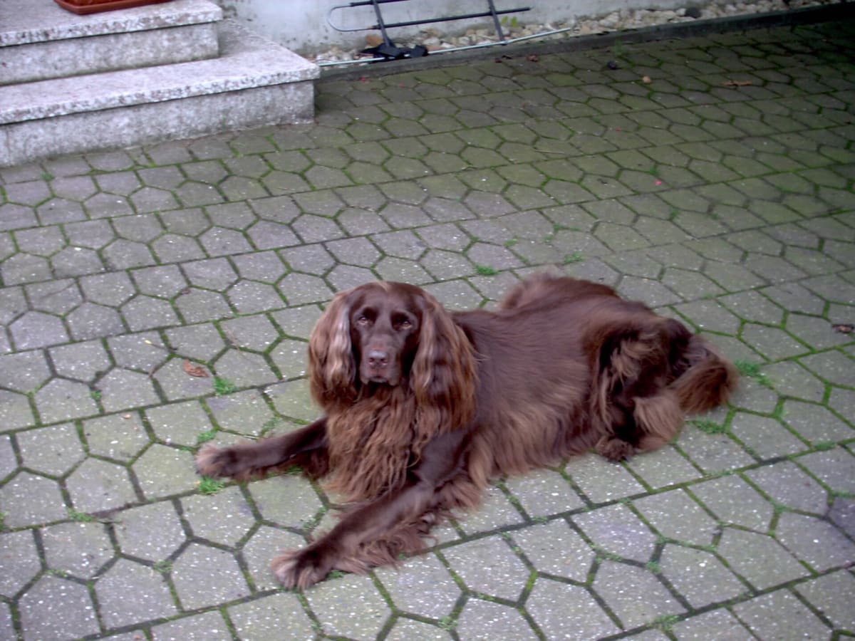 German Longhaired Pointer, photo 1 of 4