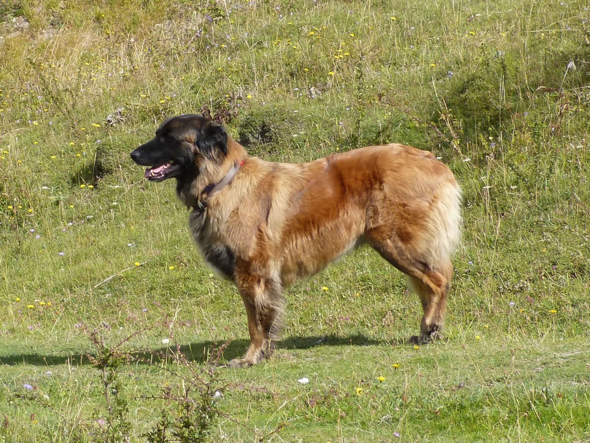Estrela Mountain Dog, photo 1 of 4