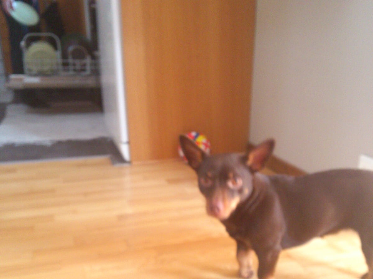 Lancashire Heeler, photo 1 of 4