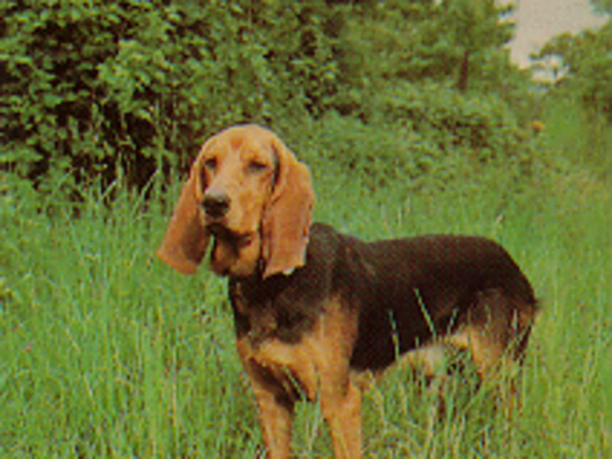 Bruno de jura, photo 1 of 5