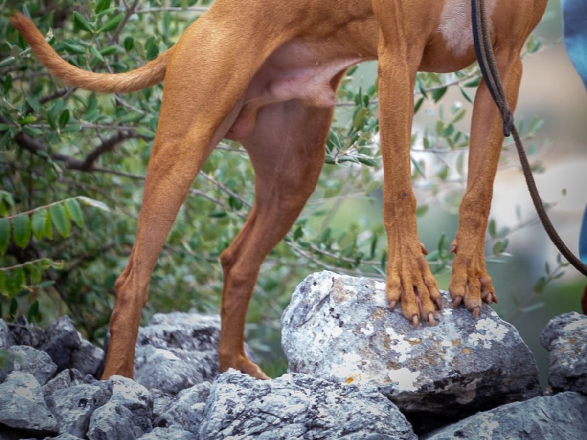 Cirneco dell'Etna, photo 1 of 4