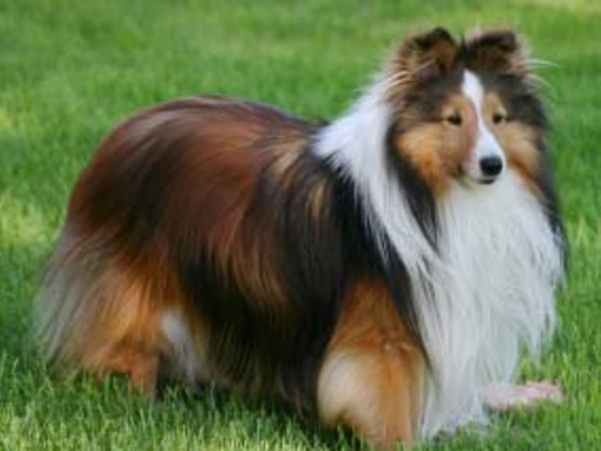 Sheltie Shetland Sheepdog, photo 1 of 3