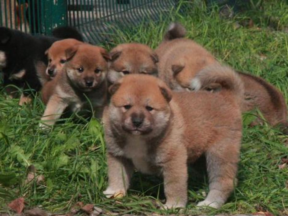 Akita Inu, photo 1 of 19