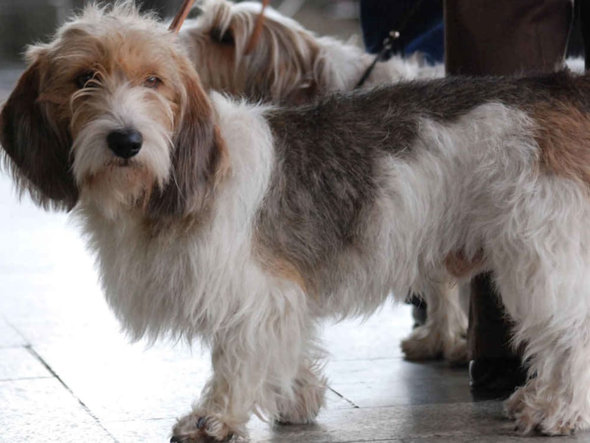 Vendee basset griffon,, photo 1 of 6
