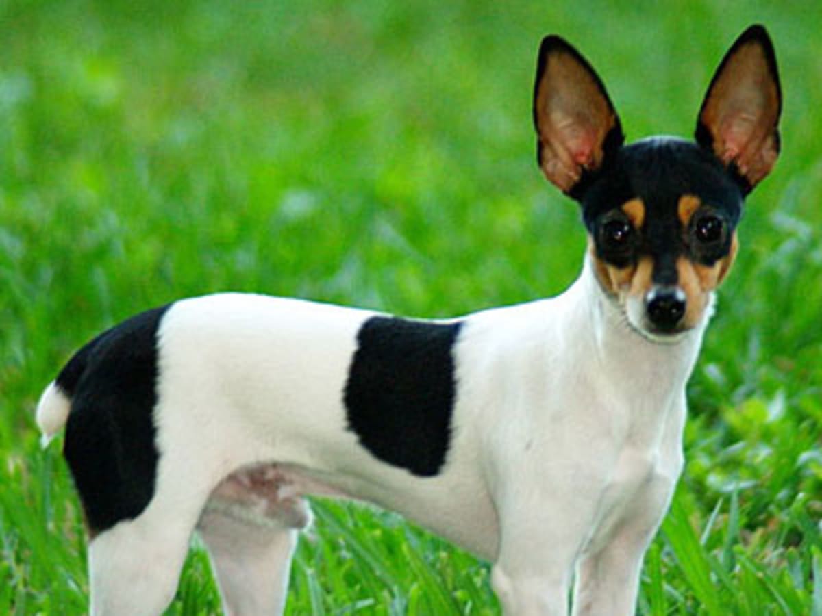 American Toy Terrier, photo 1 of 9