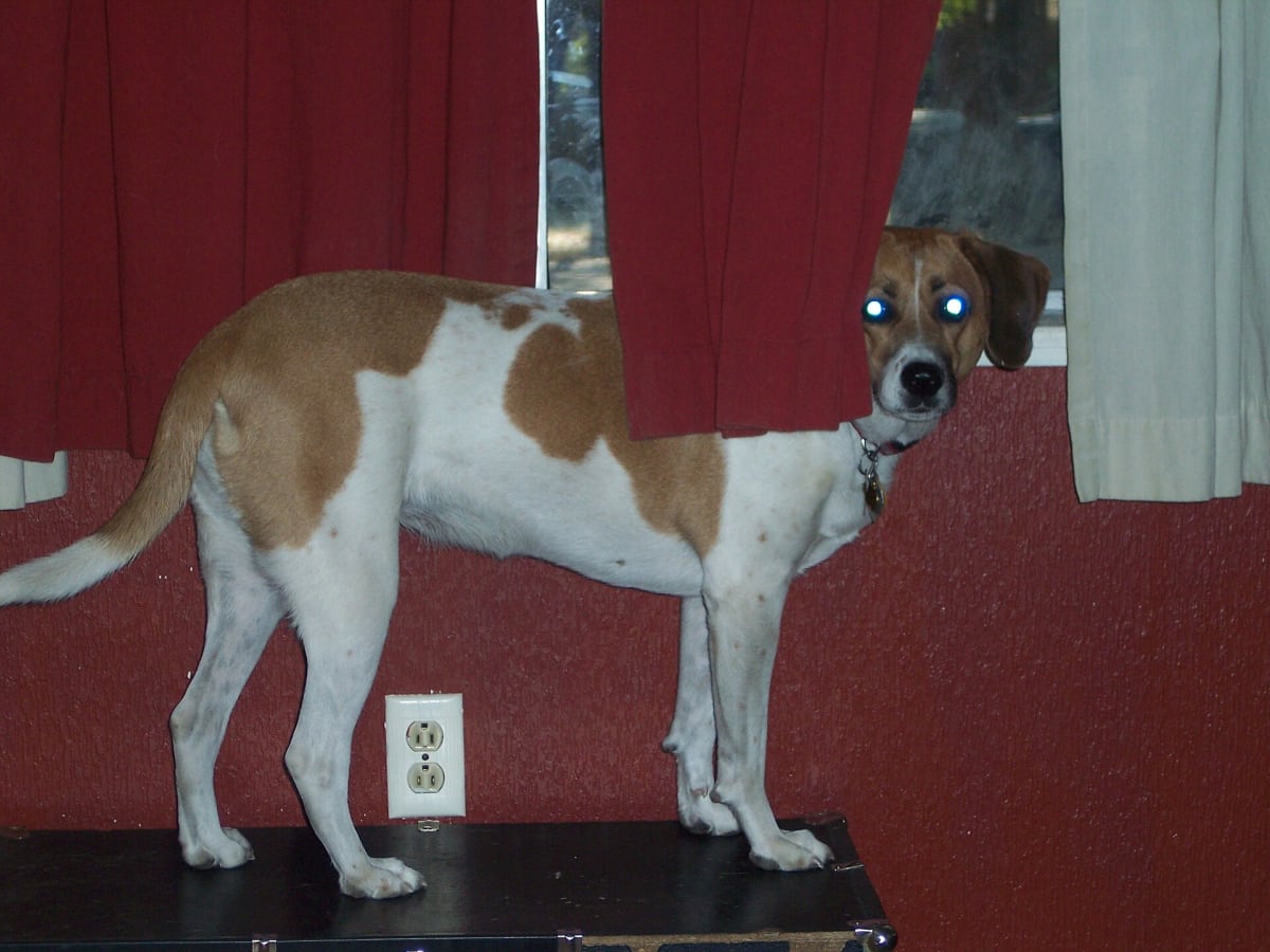 Treeing Walker Coonhound, photo 1 of 3