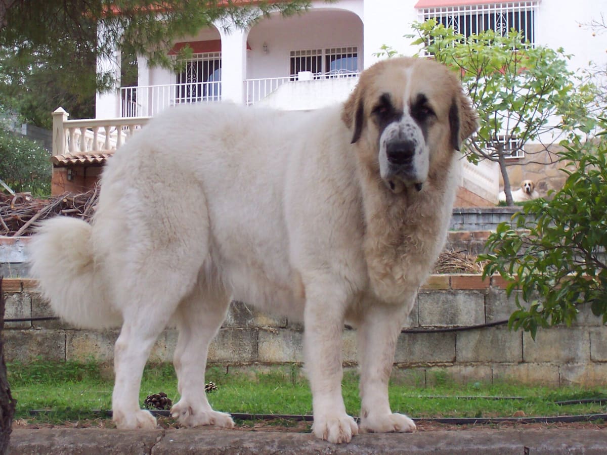 Pyrenean Mastiff, photo 1 of 4