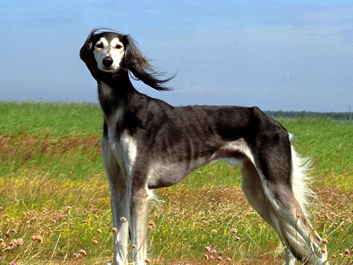 Saluki, photo 1 of 5