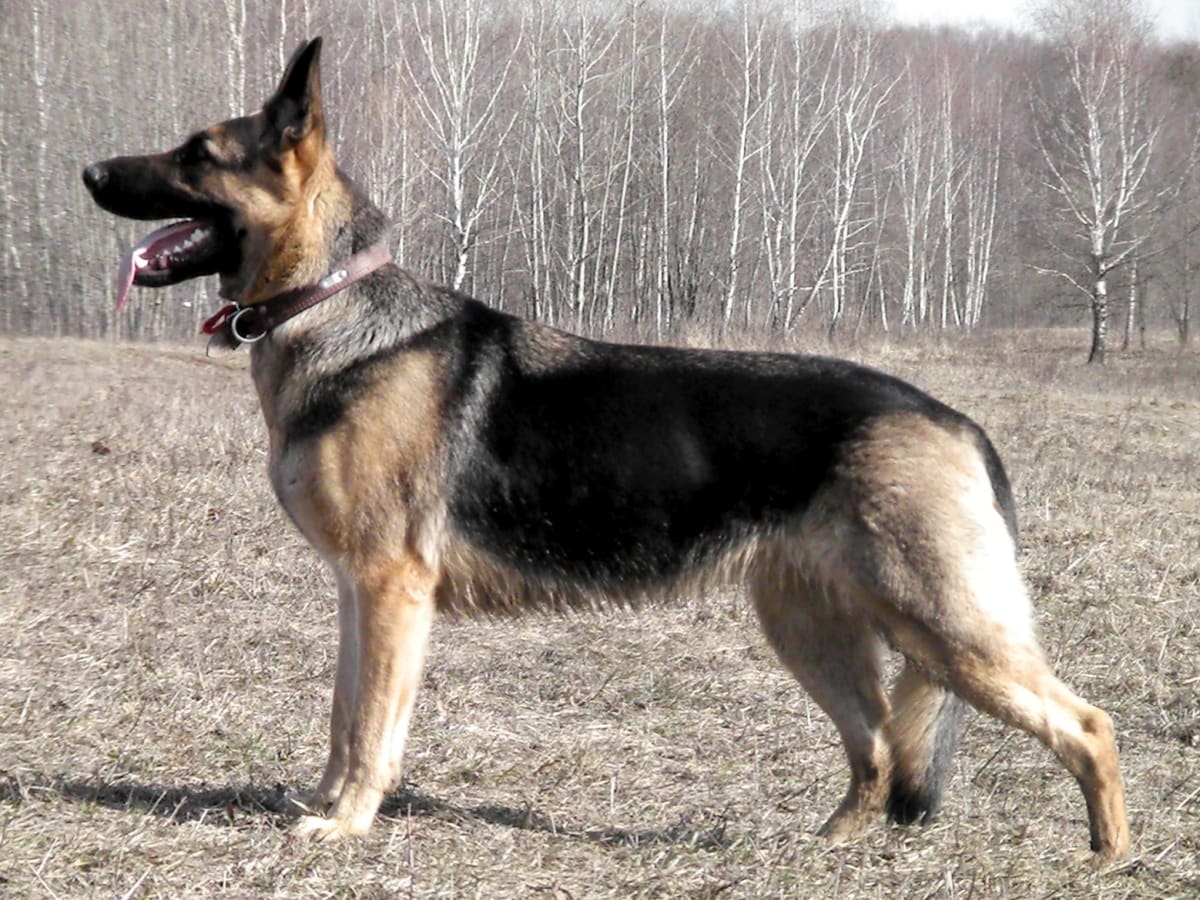East European Shepherd, photo 1 of 7