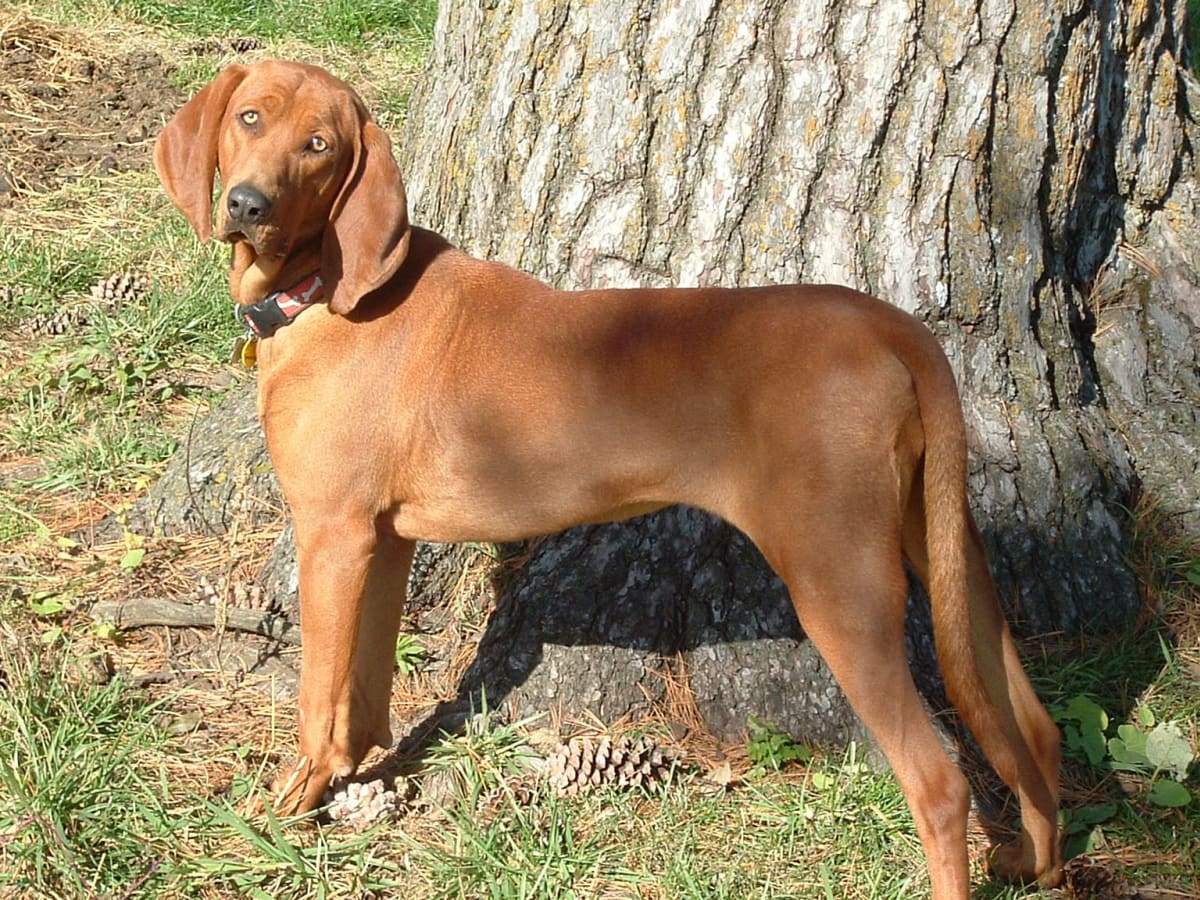 Redbone Coonhound, photo 1 of 4
