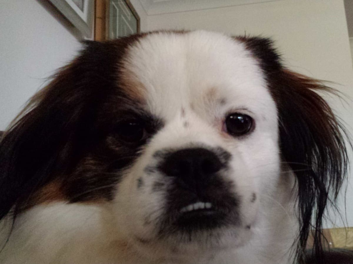 Tibetan Spaniel, photo 1 of 4