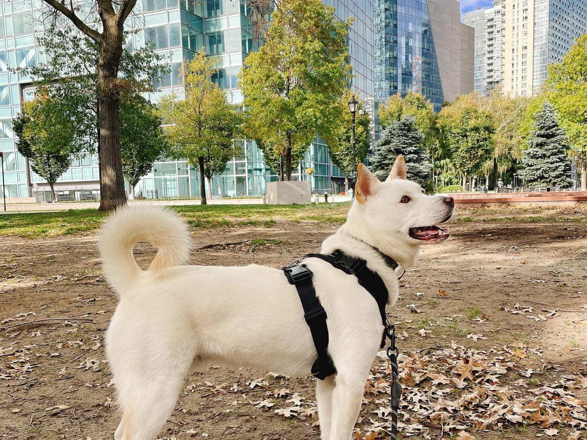 Korean Jindo, photo 1 of 3