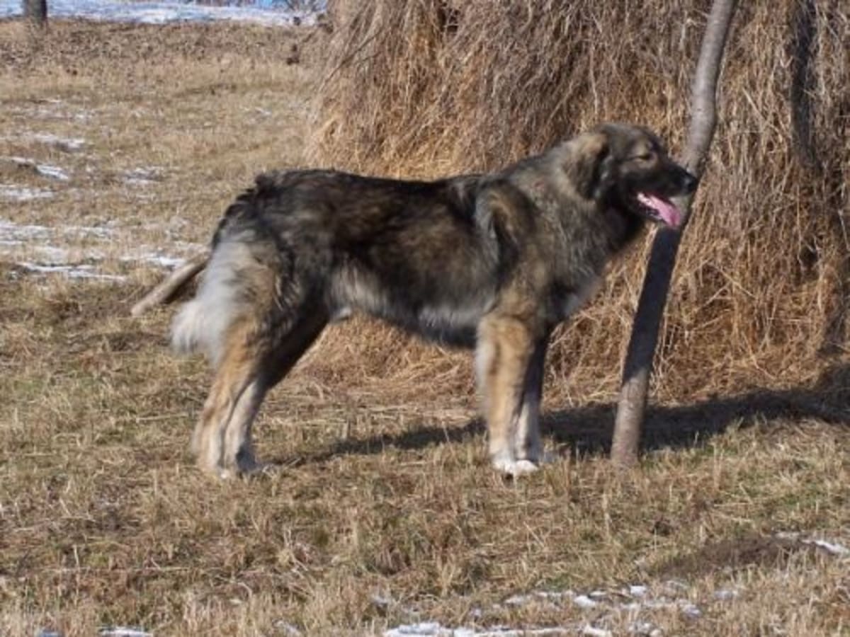 Romanian Carpathian Shepherd Dog, photo 1 of 5