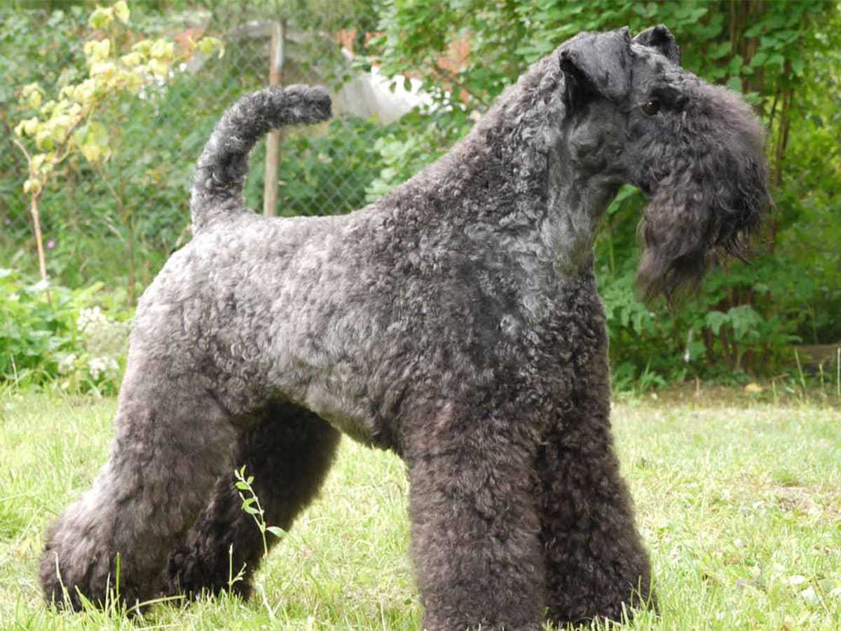 Kerry Blue Terrier, photo 1 of 1